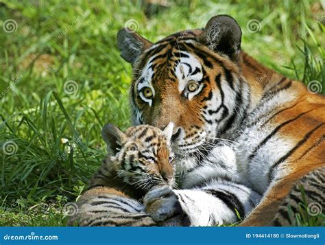 Tigre Siberiano Panthera Tigris Altaica Madre Y Cachorro Foto De