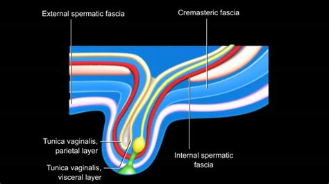 Desarrollo Del Conducto Inguinal Y Descenso De Testiculos Y Ovarios Youtube