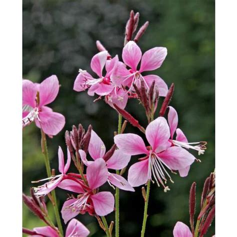 Gaura Rose De Lindheimer Vente En Ligne Au Meilleur Prix