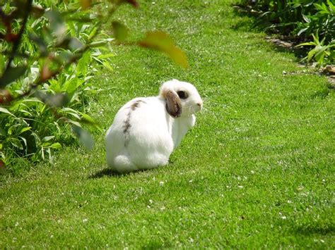 Adventurous Bunnies Explore The Lawn And Tall Grasses — The Daily Bunny Daily Bunny Cute