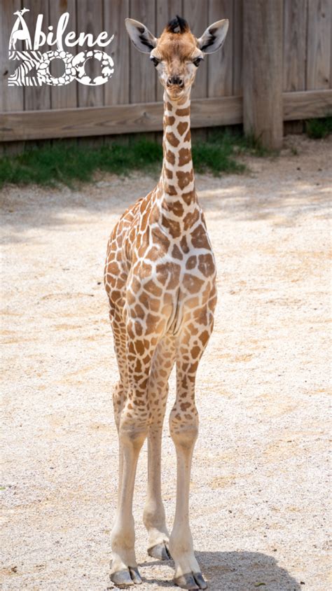 Abilene Zoo Welcomes New Baby Giraffe - Abilene Zoo