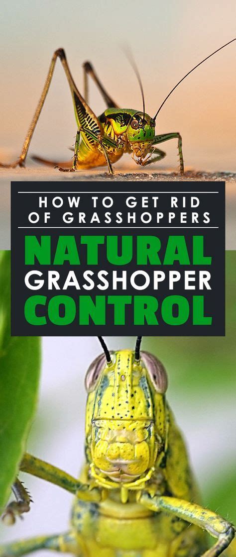 How To Get Rid Of Grasshoppers Natural Grasshopper Control Artofit