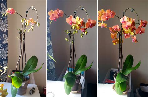 March 10 to April 24 orchid bloom! Today is the first day for full ...