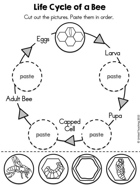 Honey Bee Life Cycle Worksheet Bee Honey