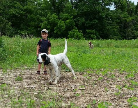 Cash Llewellin Setters Iowa Training English Setter Dogs Best Dogs