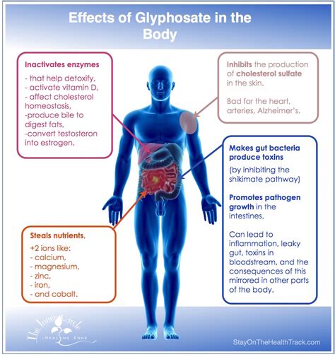 Kost och Hälsa How GMOs and glyphosate impact your body