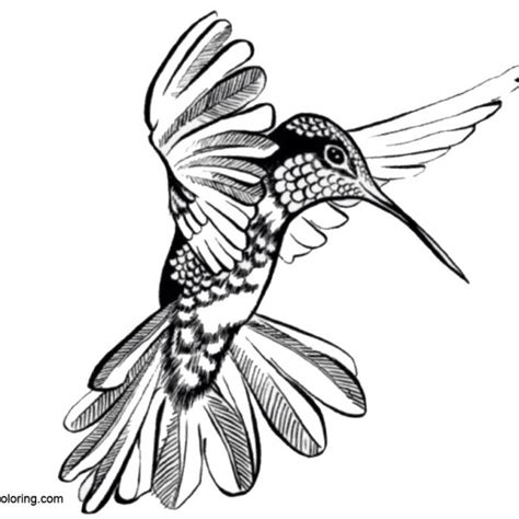 Realistic Hummingbird Coloring Page Bird Sheets Sketch Coloring Page