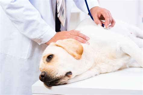 Cardiac Arrest In Dogs Symptoms Causes Diagnosis Treatment