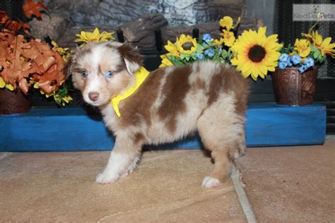 Max Miniature Australian Shepherd Puppy For Adoption Near Dallas