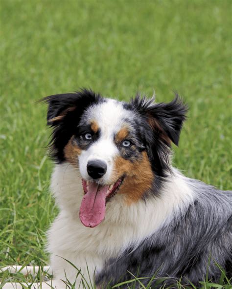 15 Most Loyal Dog Breeds - It's been decided! - Rebarkable