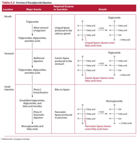 Lipid Digestion Absorption And Transport Flashcards Quizlet
