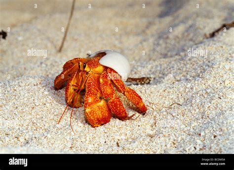 Land Hermit Crab Australia Hi Res Stock Photography And Images Alamy