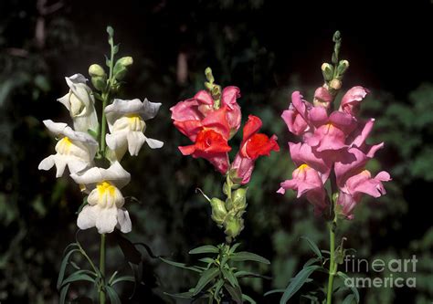 Incomplete Dominance Snapdragons