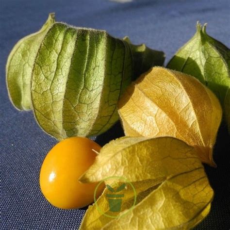 Graines De Physalis Alkekengi Franchetti Lanterne Chinoise