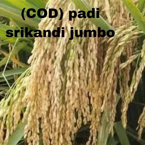 Jual Cod Benih Bibit Padi Unggul Srikandi Jumbo Kg Berkualitas