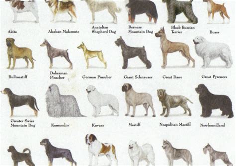 Dog Breeds Visual Arts Craft Supplies & Tools trustalchemy.com