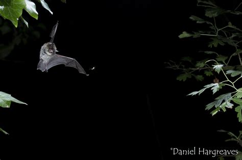 Bats and human health: BCT rabies statement - News - Bat Conservation Trust
