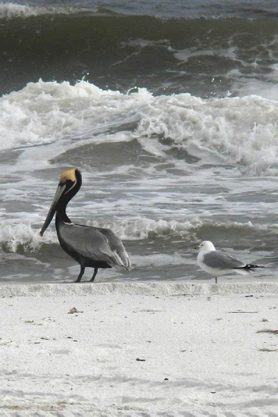 Brown Pelican Project Noah