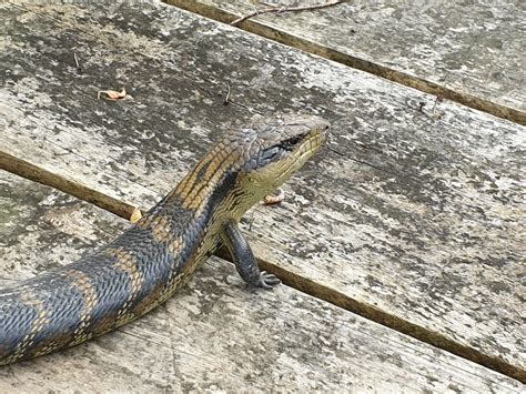 Common Blue Tongued Skink From Jarrahmond VIC 3888 Australia On