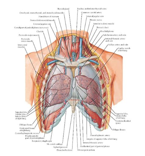 Lungs In Situ Anterior View Anatomy Pediagenosis