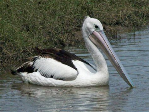 8 Types of pelicans (Pelecanidae Family) – Pelicans Bird