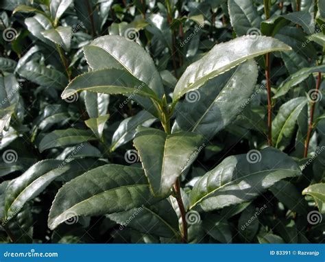 Green tea plant stock image. Image of detail, leaves, nature - 83391