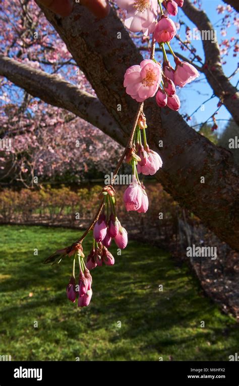 cherry blossom at the Brooklyn Botanic Garden Stock Photo - Alamy