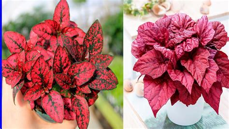 Descubre los nombres de plantas con hojas rojas y verdes que alegrarán