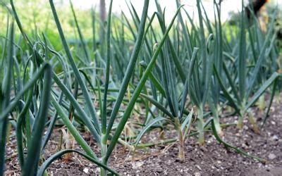 Rem De Naturel Num Ro Contre Le Ver Du Poireau Gamm Vert