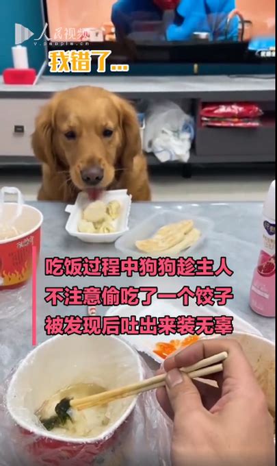 狗狗偷吃饺子，被发现后又吐出来，网友调侃：这下能吃一盘了 北晚新视觉