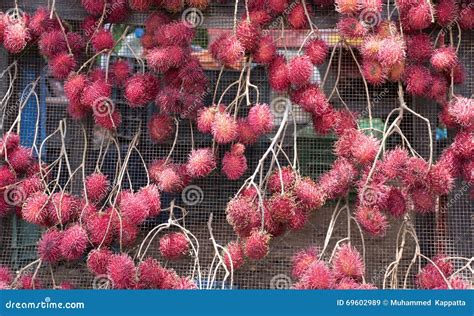 Fresh Malaysian Rambutan Or Rongrien Rambutan Stock Image Image Of