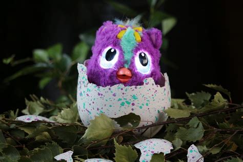 Hatchimals Hatchibabies Review Will You Hatch A Boy Or A Girl