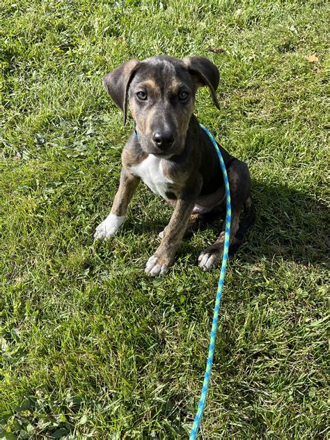 Dog for Adoption - Valor (NY-Lia) *Vestal NY*, a Border Collie in Syracuse, NY | Alpha Paw