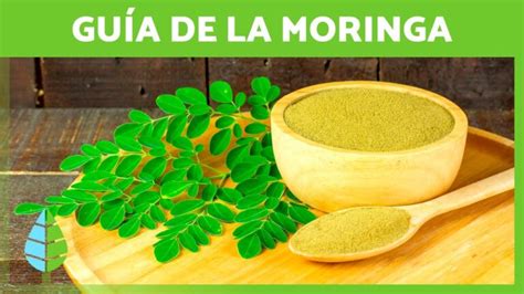 Gu A Completa Para Cultivar Moringa Beatriz Arroyo