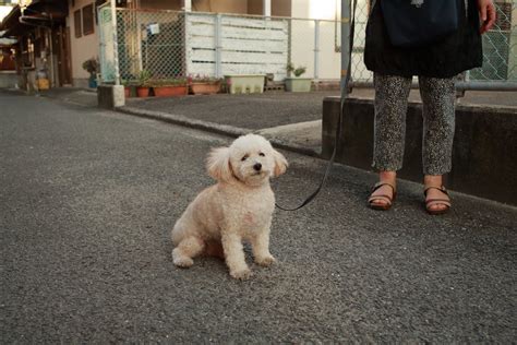 Dog on Leash · Free Stock Photo