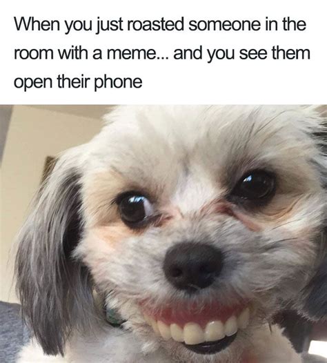 Dog Memes Funny Teeth