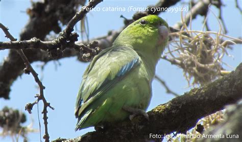 Biodiversidad Jalisco Iieg