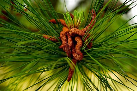 "Pine Tree Seeds" by Lee LaFontaine | Redbubble