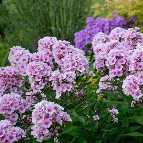 Top Plants That Butterflies Love Toplist Info