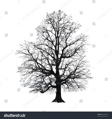 Nude Tree Isolated On White Background Foto Stock Editar Agora