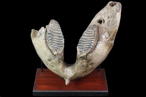 Mammoth Fossils For Sale - FossilEra.com