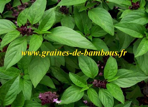 Graines De BASILIC THAI Ocimum Basilicum