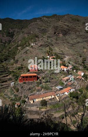 Pino Antico Delle Canarie Pinus Canariensis A Los Partidos El Tanque