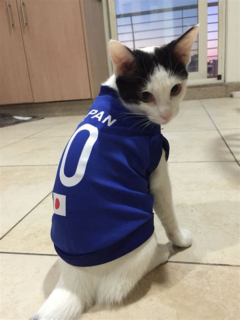 Little Pinky With Blue Soccer Uniform Soccer Uniforms Pinky Cats