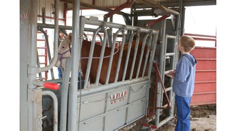 Cattle Chat Preparing For The County Fair Morning Ag Clips