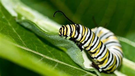 How Does A Caterpillar Turn Into A Butterfly Video Science