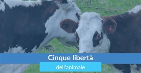 Cinque Libertà Per La Tutela Del Benessere Animale Cynomys