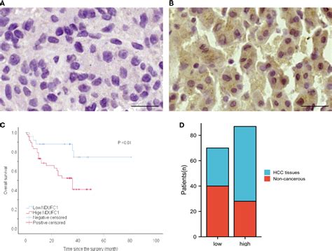 Frontiers Knockdown Of Ndufc Inhibits Cell Proliferation Migration