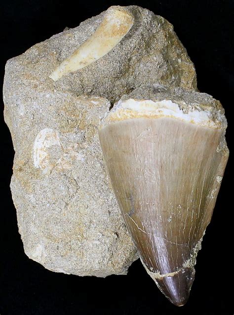 Large 2 2 Mosasaur Prognathodon Tooth In Matrix 18743 For Sale