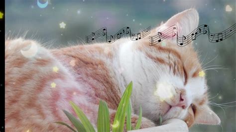 3 Hours Music For Cats Relaxing Harp Music And Water Sound Peaceful